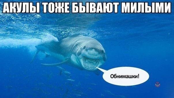 Акула прикол