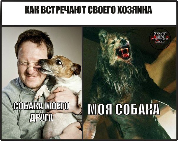 Отец и собака Мем