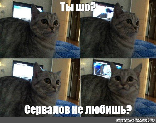 Новый Мем с котом