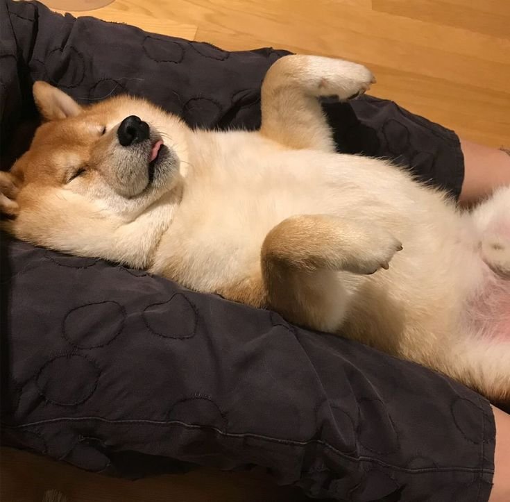 Акита флаффи