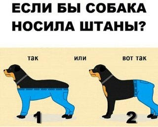 Собаки не носят штанов