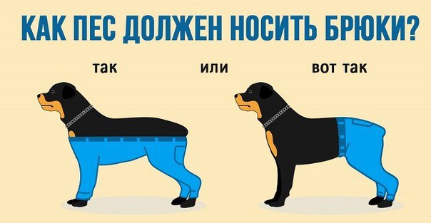 Как собака должна носить штаны