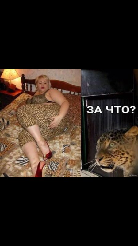 Толстач Дензина в леопард