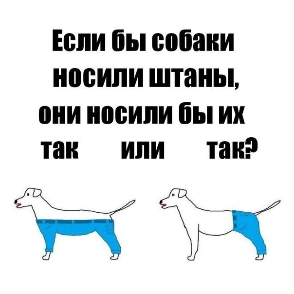 Штаны для собак