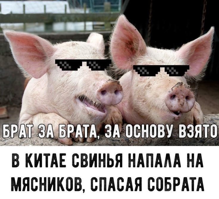 Шутки про свиней