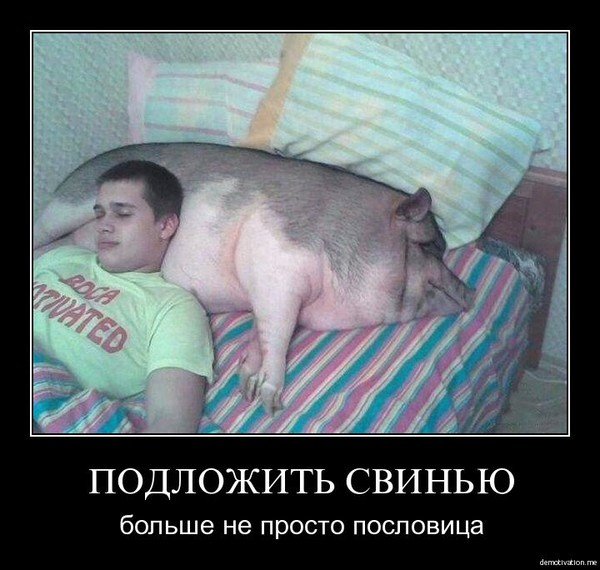 Шутки про свиней