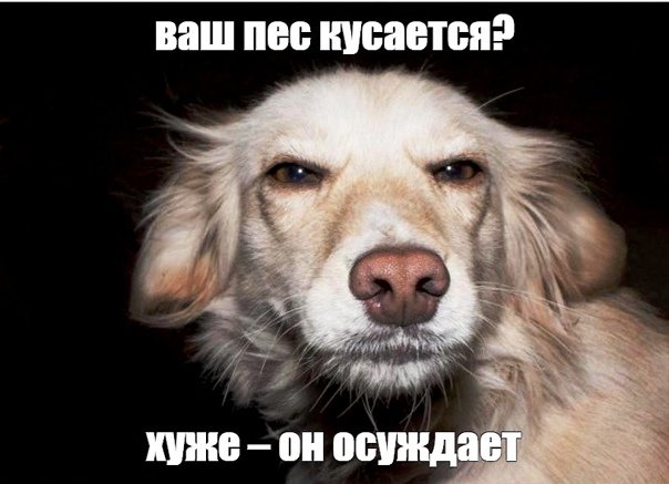 Пес осуждает Мем
