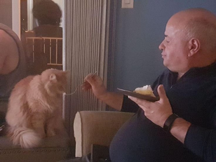 Мемы про отца и кота