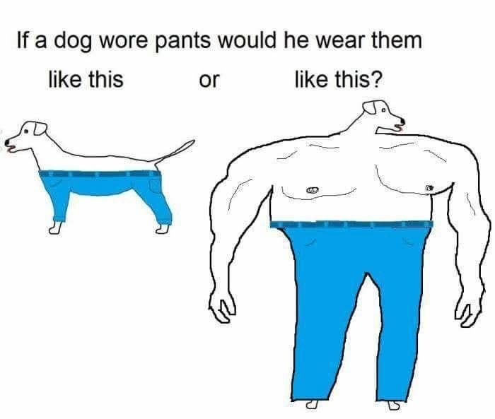 Как собаки носят штаны