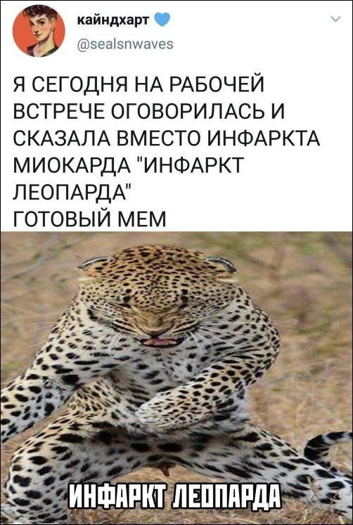 Анекдоты про леопардов