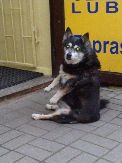 Собака сидит Мем