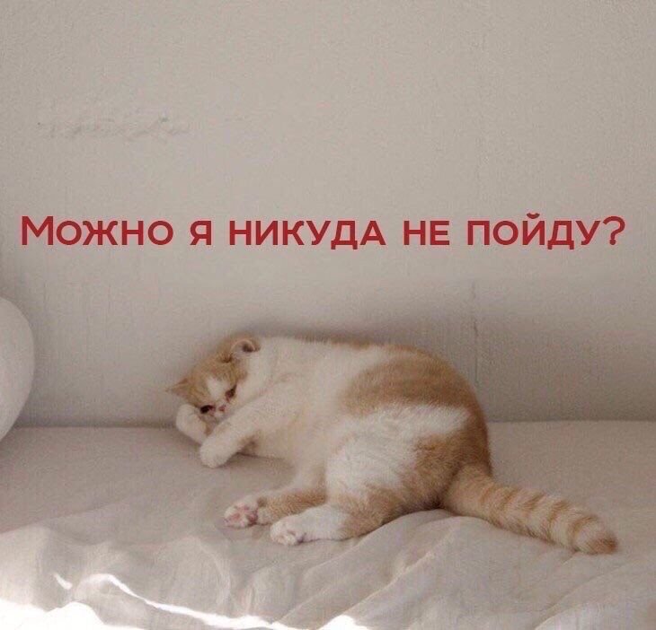 Кот Проснись и пой
