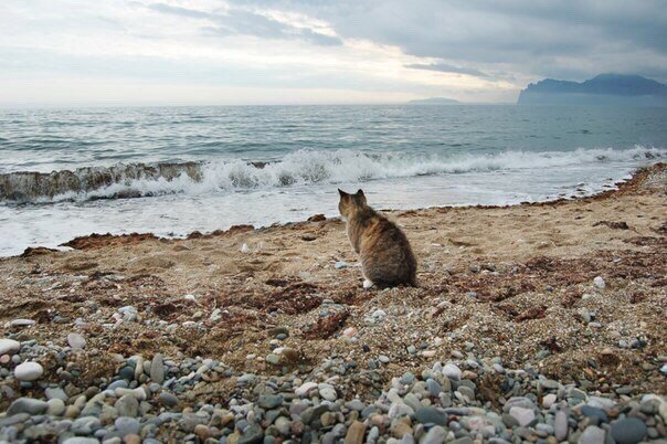 Котик на море