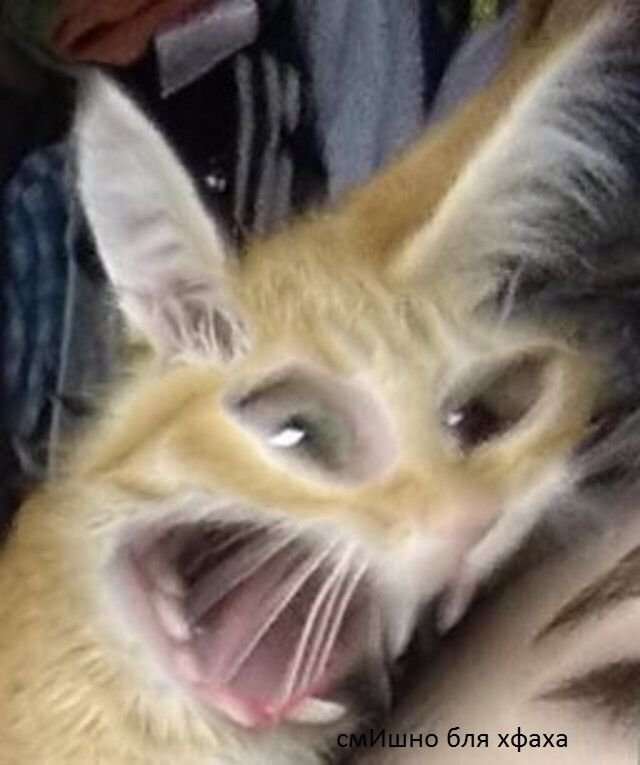 Упоротые коты