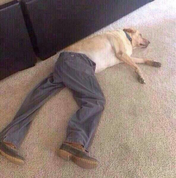 Уставший пес