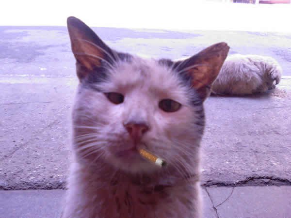 Укуренный кот