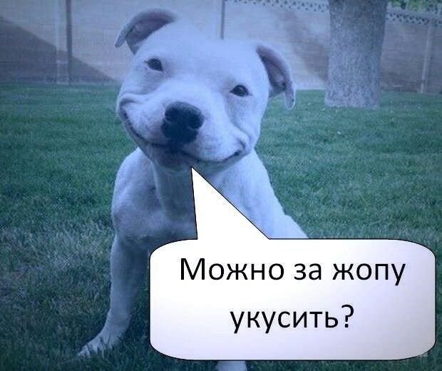Шутки про собак в картинках