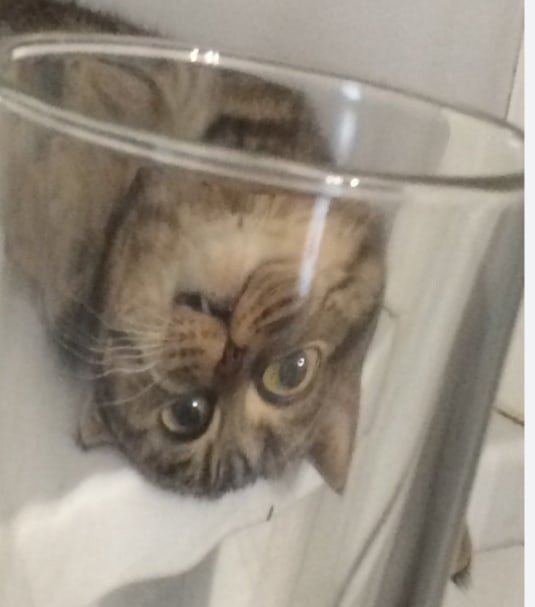 Кот в стакане