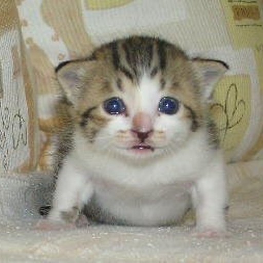 Котенок взрывается