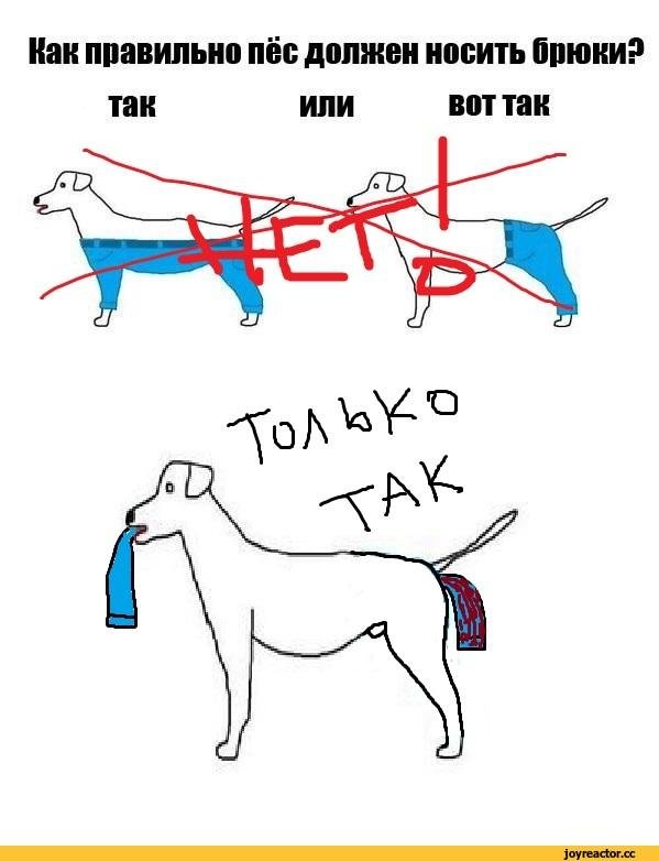 Как одеть собаку