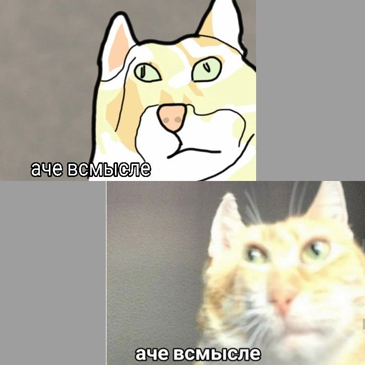 А че в с мысле Мем кот оригинал