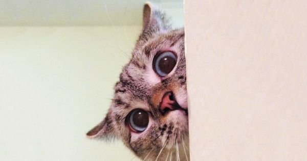 Кот выглядывает