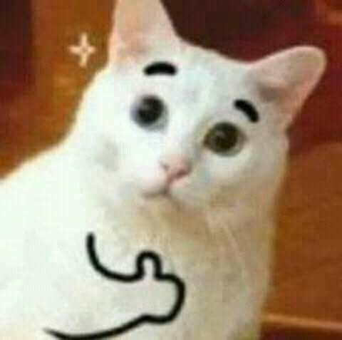 Мемы с котиками