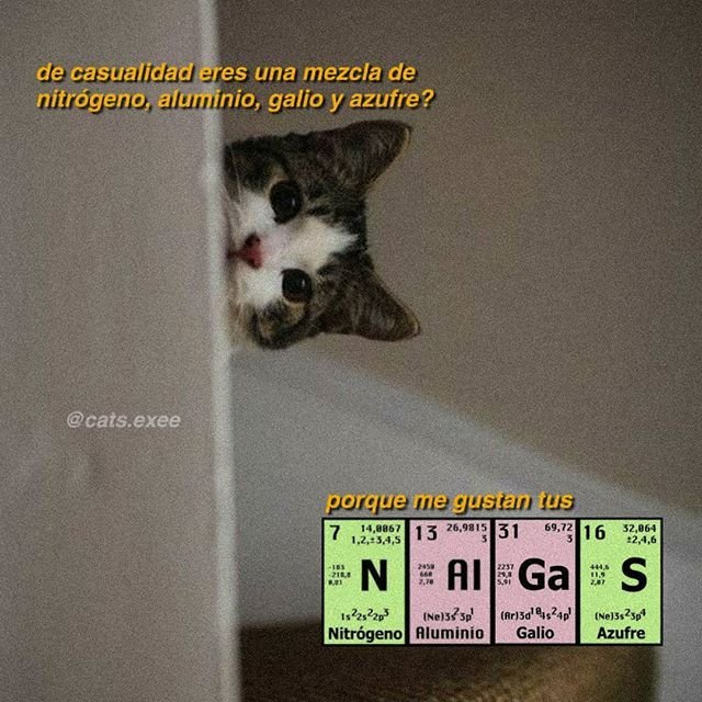 Любопытная кошка