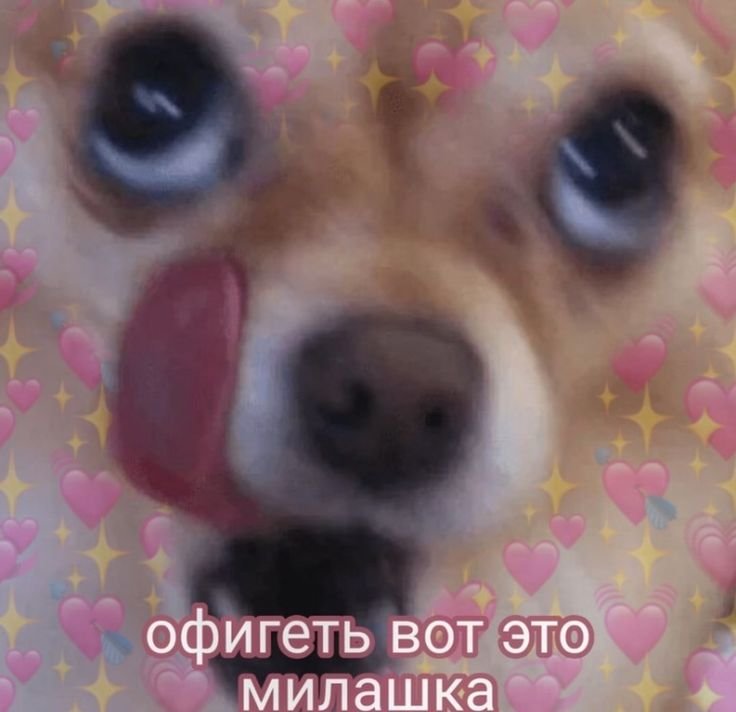 Чихуа облизывается