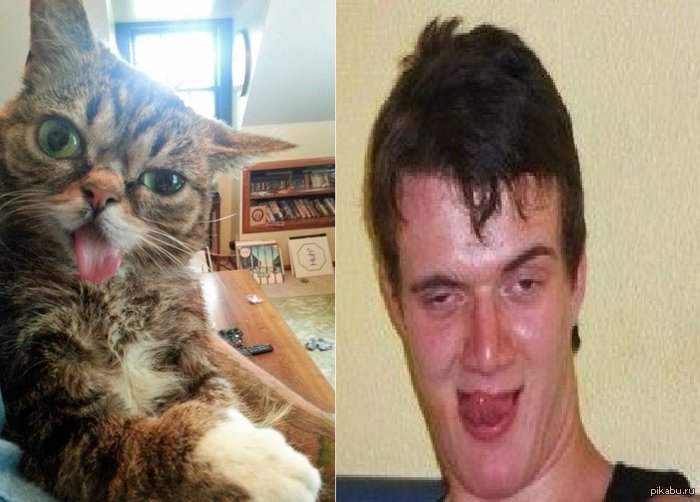 Кривое лицо кота