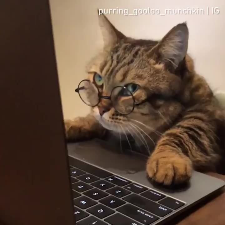 Кот в очках