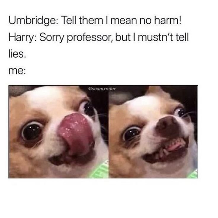 Облизывающаяся собака