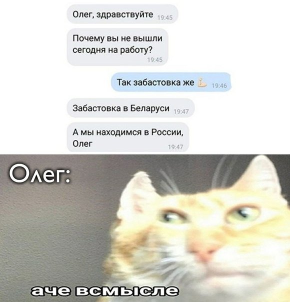 Кот Аче всмысле