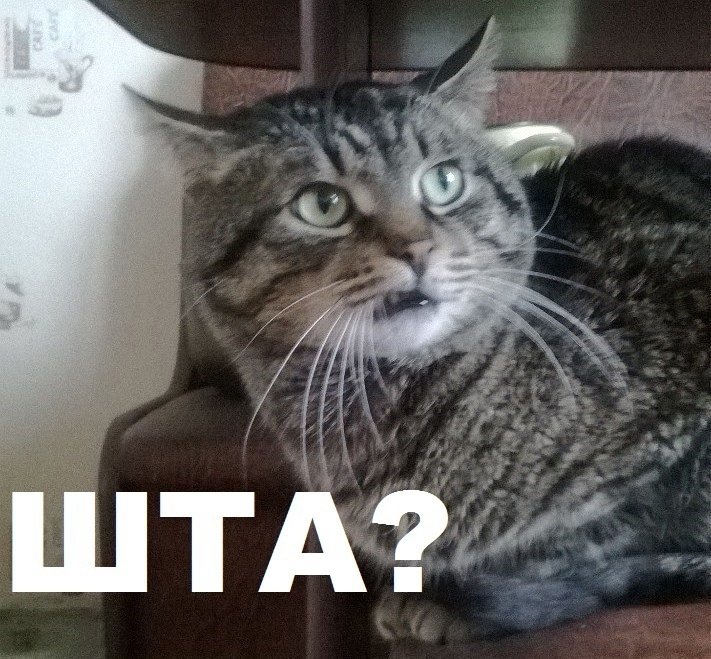 Кот Мем