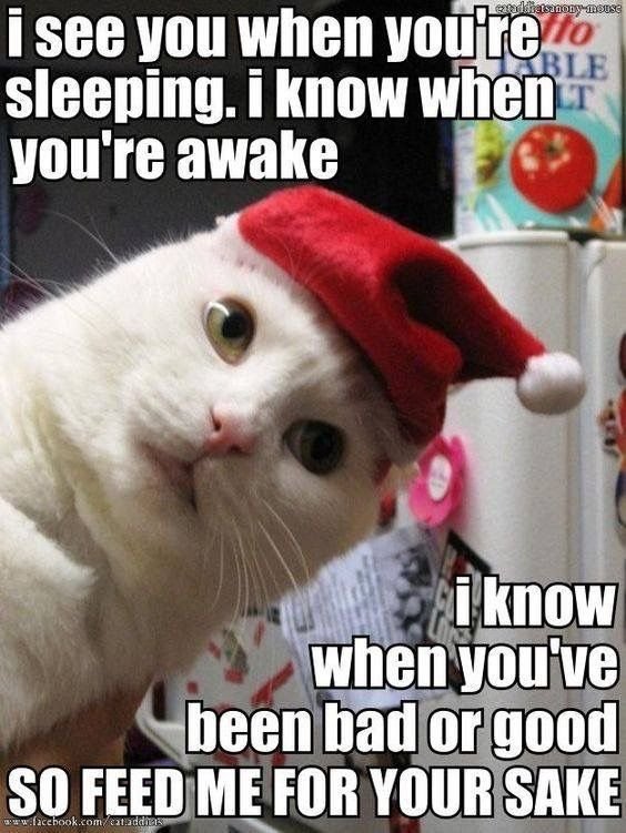 Смешные новогодние коты