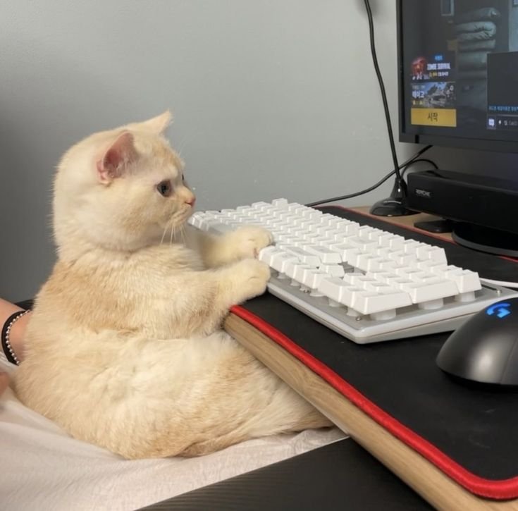 Котик за компом