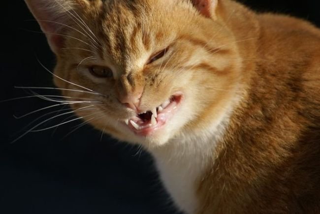 Злой рыжий кот
