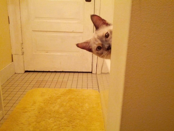 Кот прячется