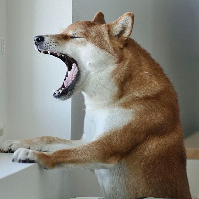 Шиба ину злая