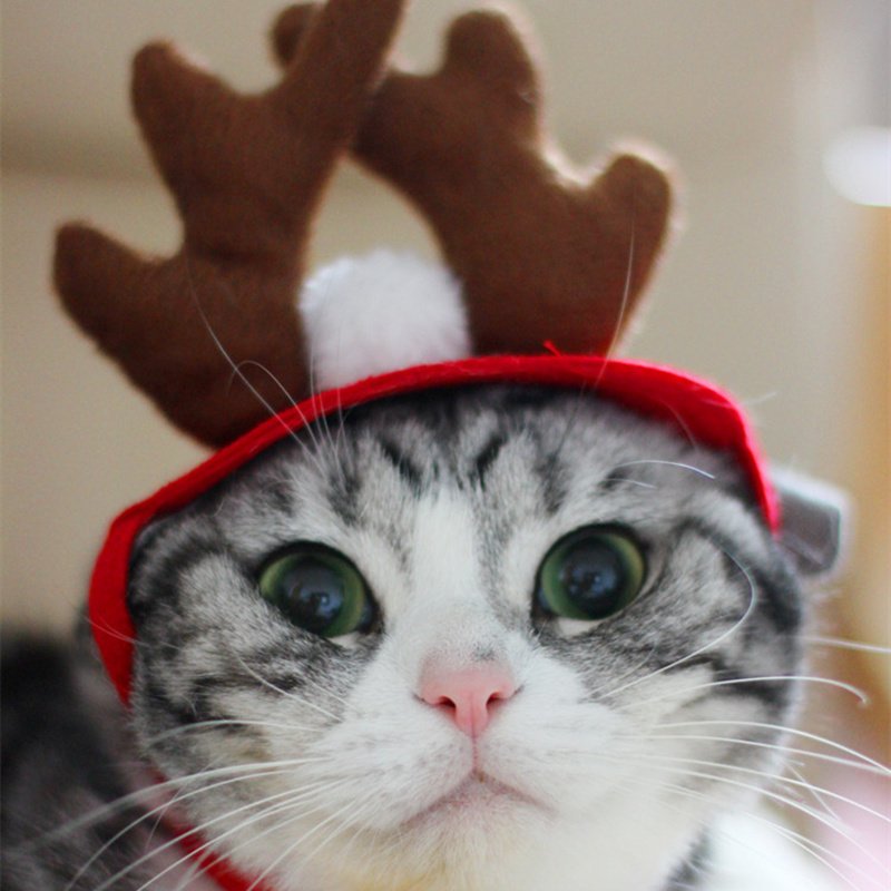 Шапка 'кошка'