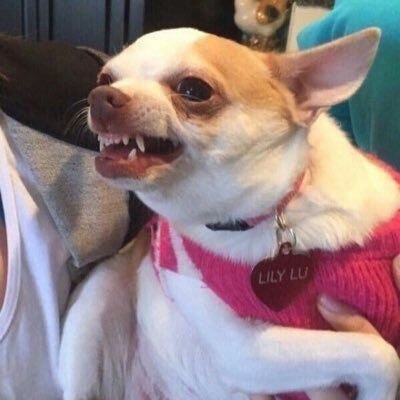 Чихуахуа улыбается