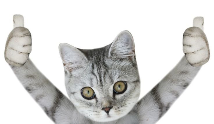 Кот с большим пальцем