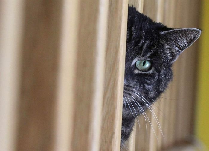 Выглядывает из за угла