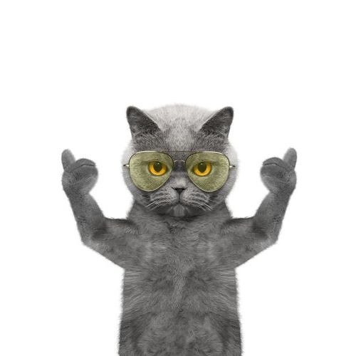 Кот палец вверх