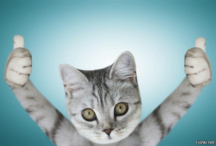 Котик молодец