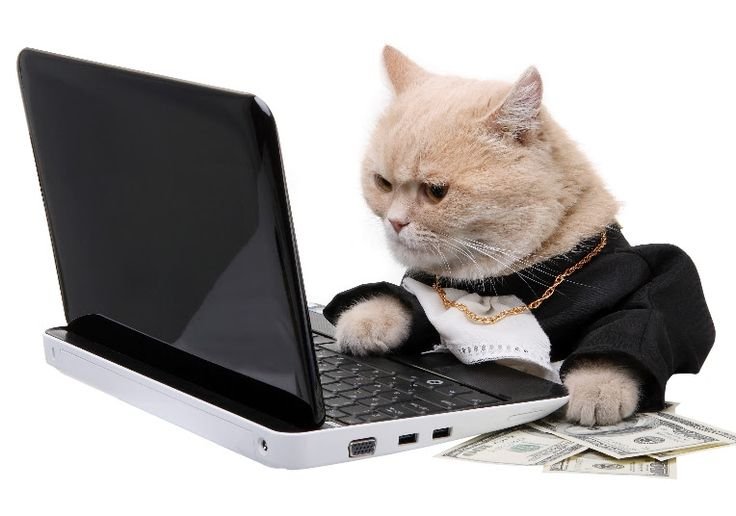 Котик за компьютером