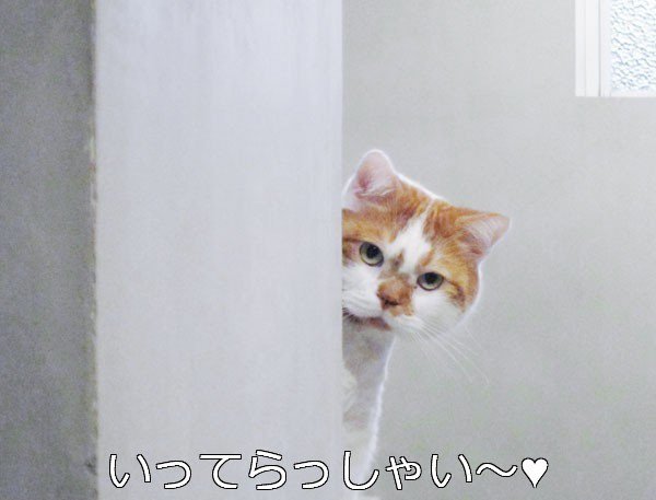 Кот из за угла