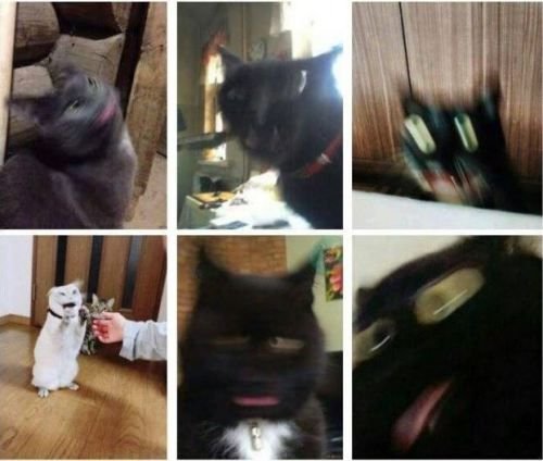 Кот Шредингера Мем