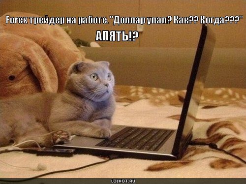 Кот за компом