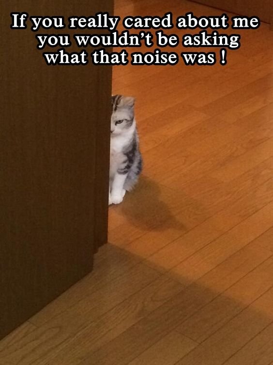 Котик обиделся